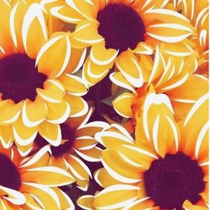 Meet your Posher, Lilly